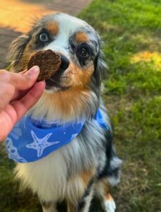 dog with treat in front of nose