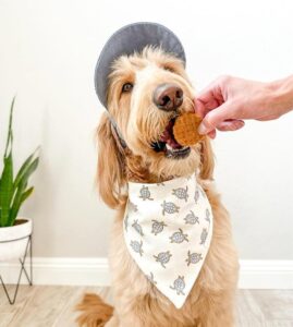 dog with treat by mouth