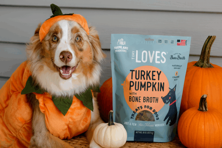 image of dog with tiny loves turkey and pumpkin with bone broth and dog is dressed up as pumpkin