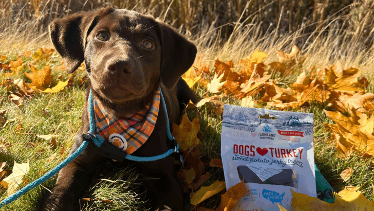 image of dog with dogs love turkey treats in park with fall leaves