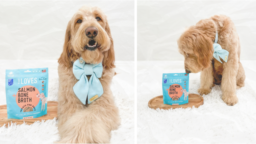 image of teddy the dog with new tiny loves salmon