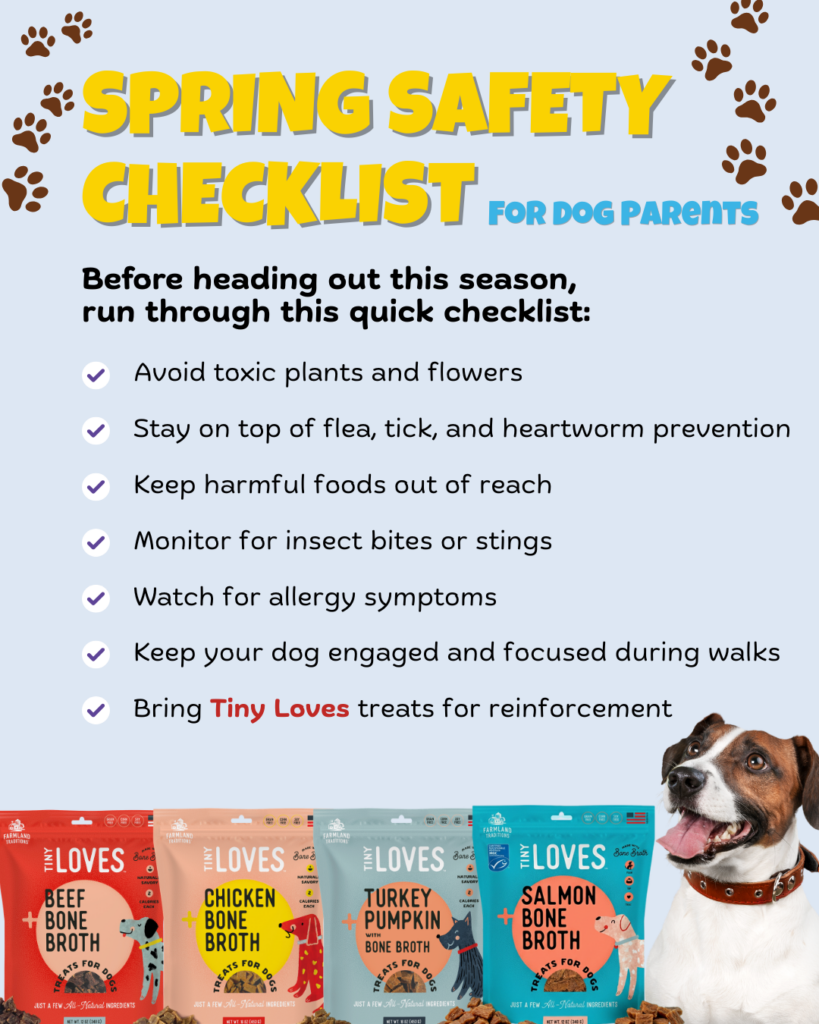 Spring Hazards for Dogs Every Pet Parent Should Know infographic